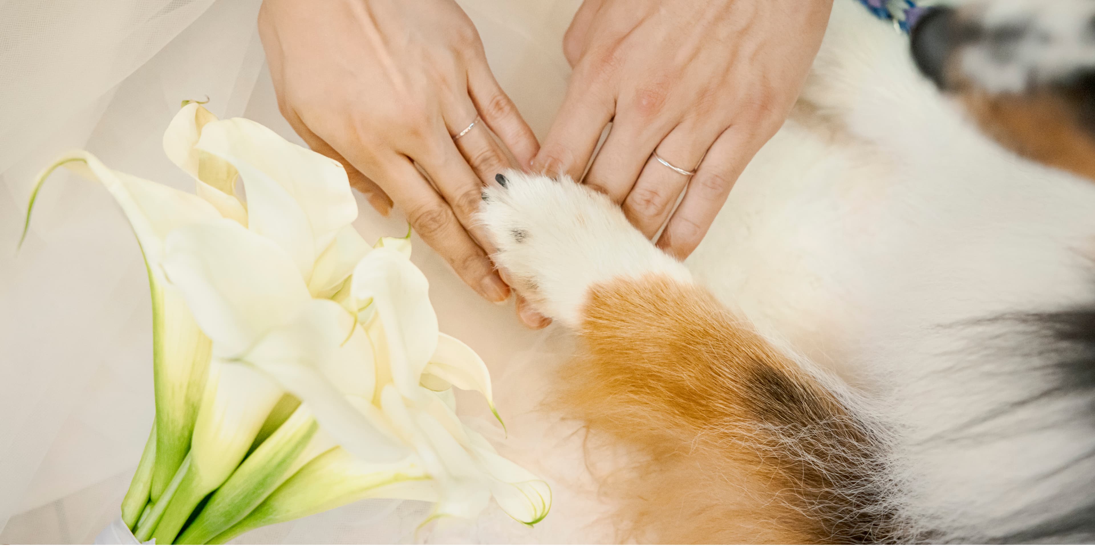 ペットウェディングイメージ